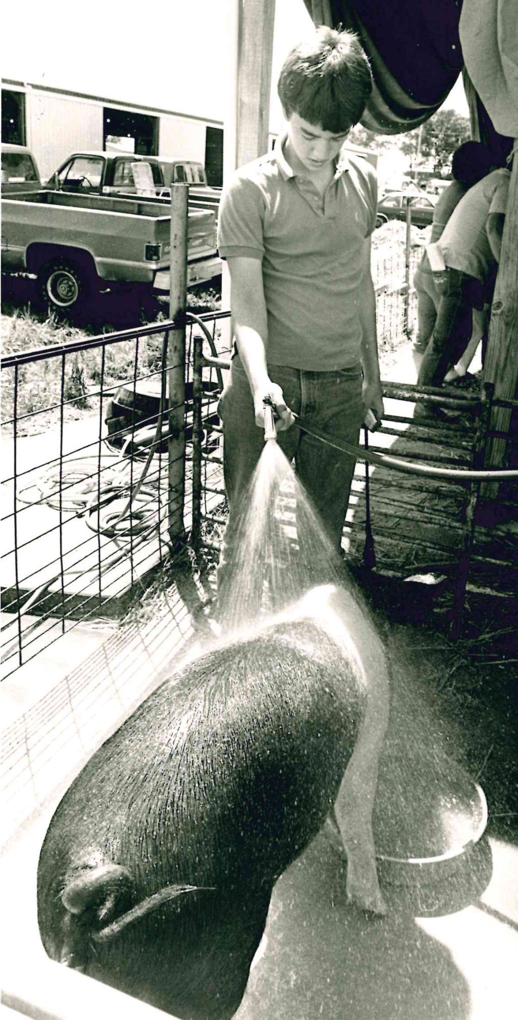 Hampshire gilt